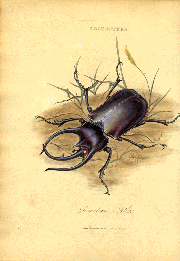 Drawing of a bug called the "coleoptera."  It appears in a work by Donovan about insects of India.