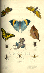 Insects that are found in the Himalayan Mountains and the Flora of Cashmere.