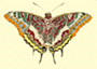 Picture of butterfly