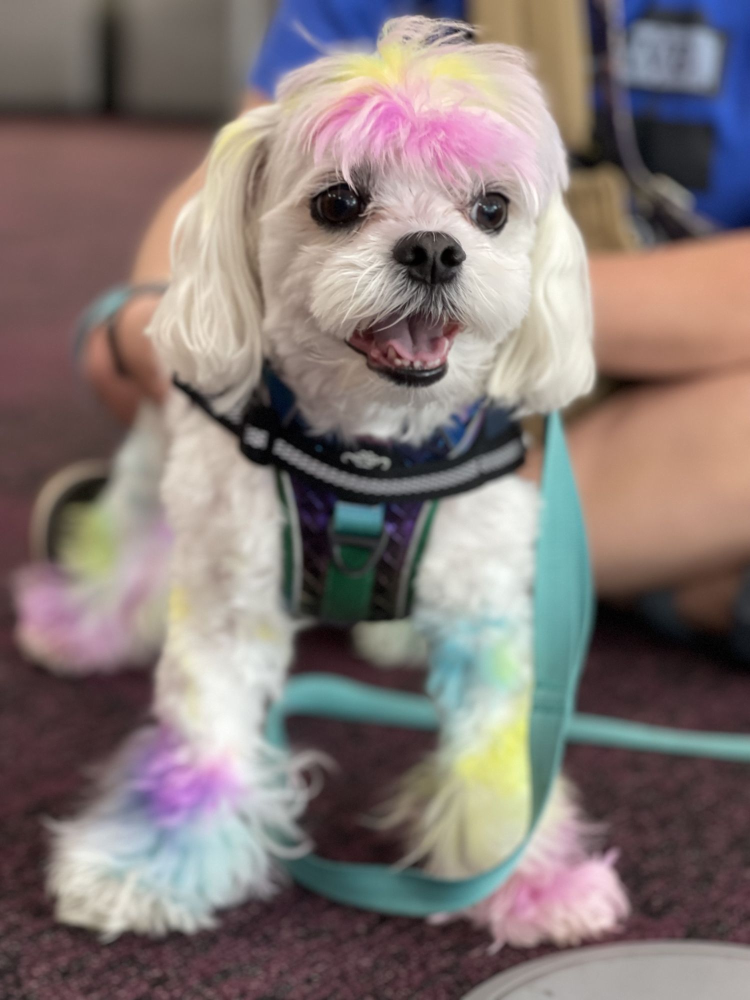 Photo of a dog.
