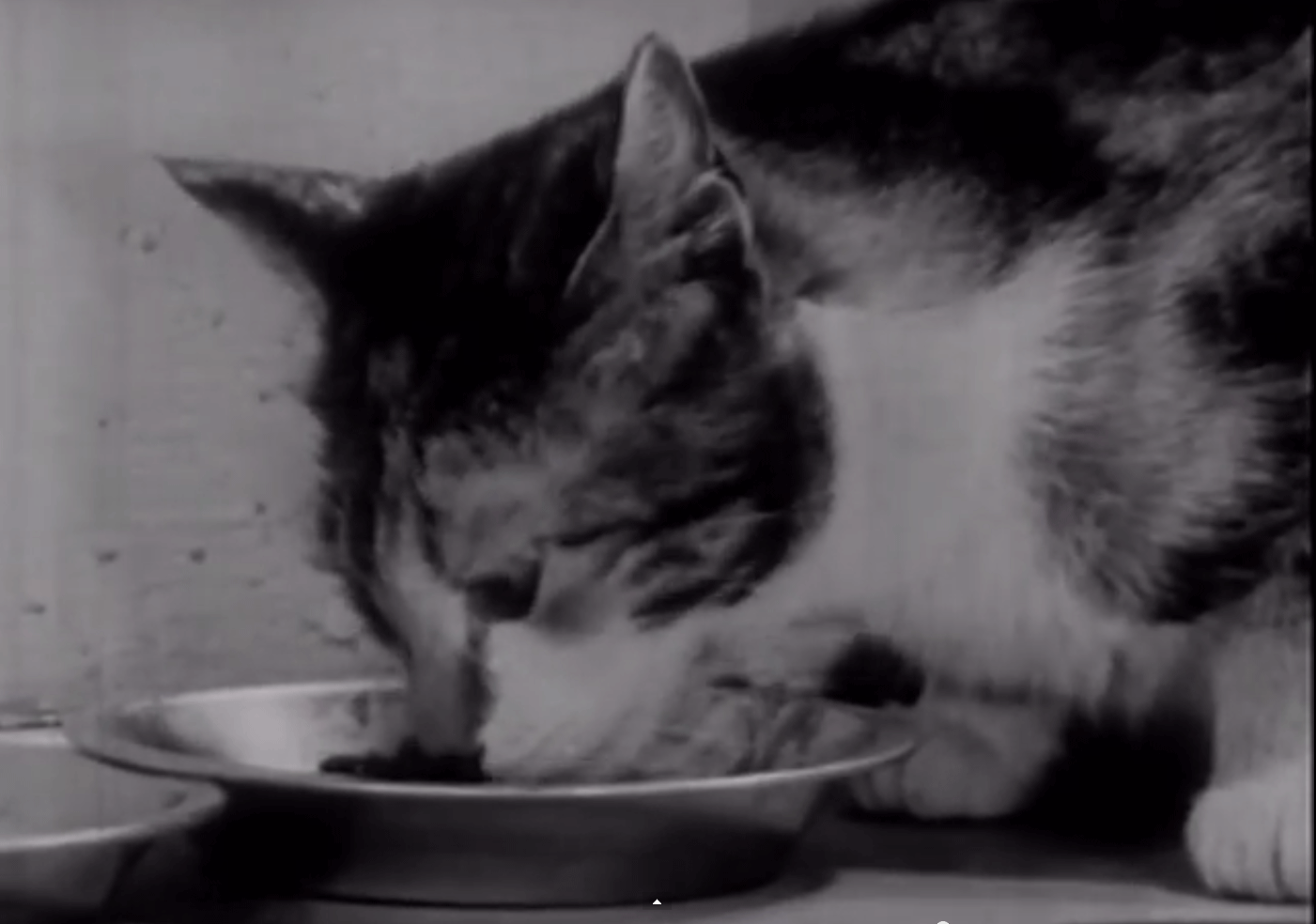 Cat eating off of plate.