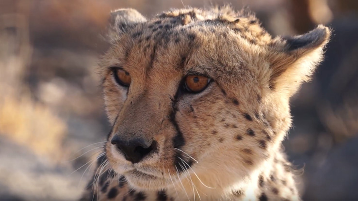 Cheetah