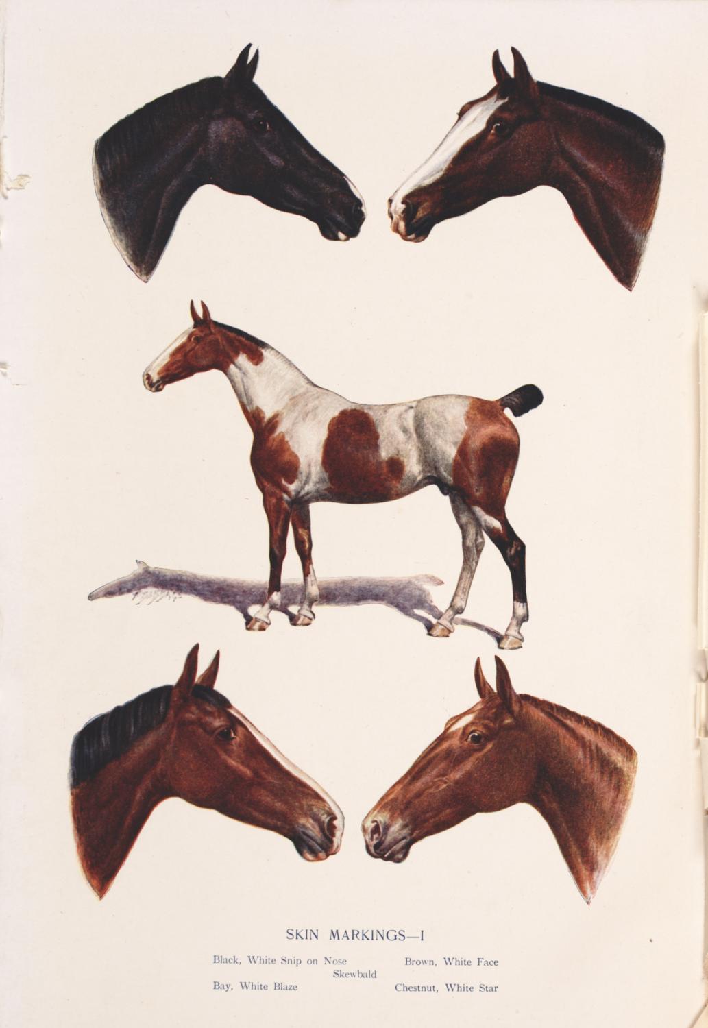 Skin markings, from The horse, its treatment in health and disease with a complete guide to breeding, training and management, by J. Wortley Axe (London, 1906)