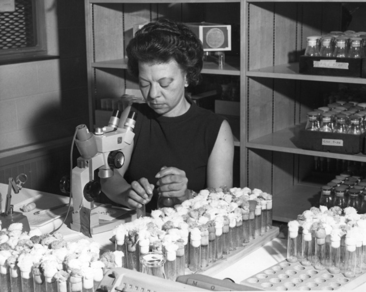 Justina Williams, first African American academic staff member at NC State. A note with the photo reads: "Counting the various mutations which result from crossing the lines of fruit flies is one of the duties of Mrs. Justina Williams, research assistant in the genetics department at NC State University."