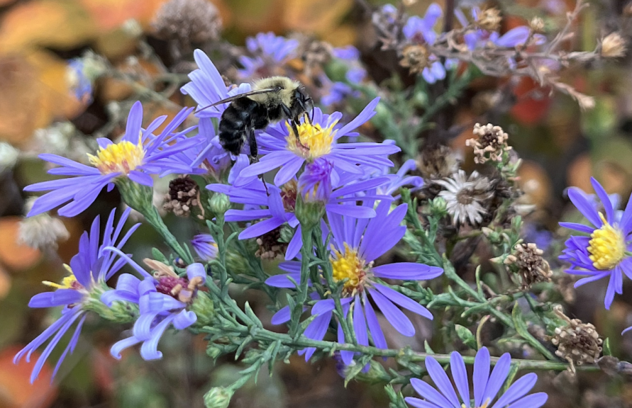 A Common Eastern Bumble Bee visiting an Aster flower in a campus pollinator garden.