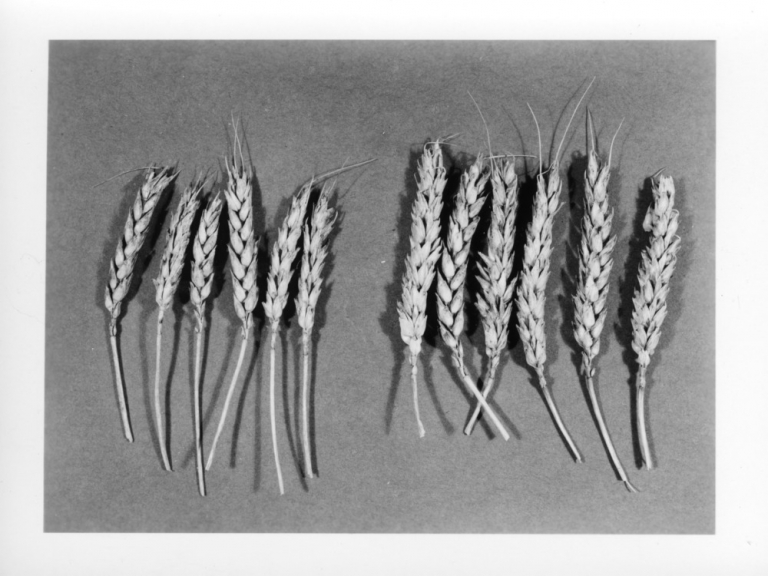 Oat and rye flours were possible alternatives to wheat (white) flour duirng World War I.