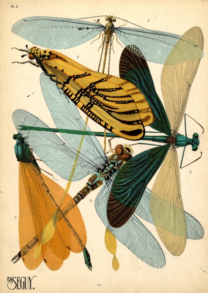 Dragonflies in E. A. Séguy's "Insectes", held in Special Collections.