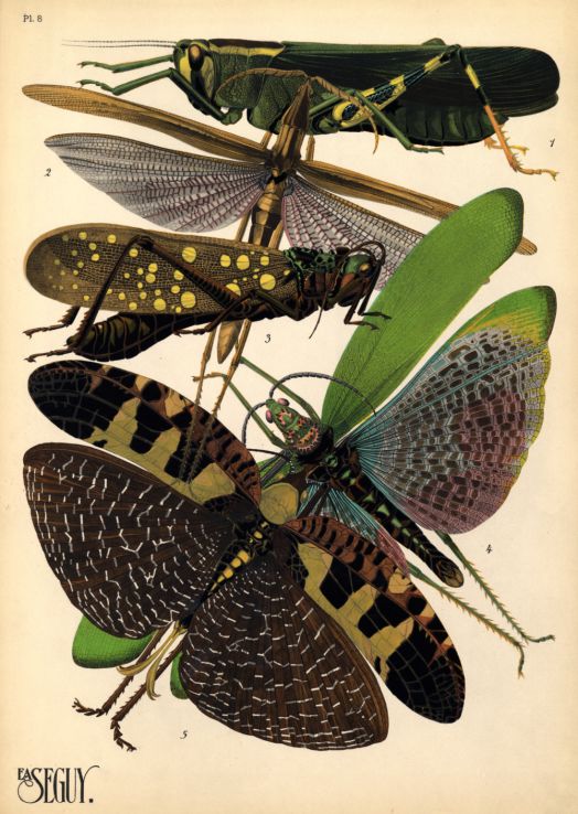 EA Seguy's Insectes Plate 8